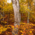 Beech #1690