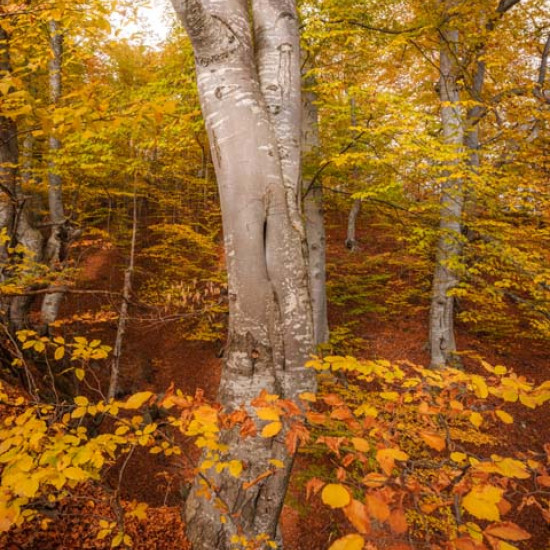 Beech #1690