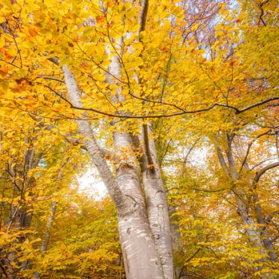 Beech #1690