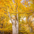 Beech #1690
