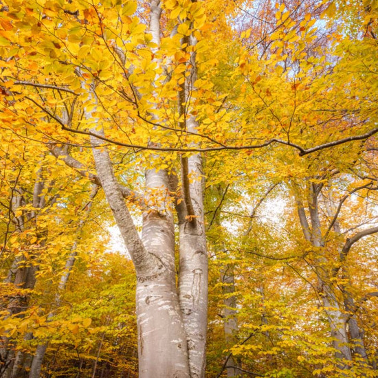 Beech #1690