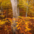 Beech #1690