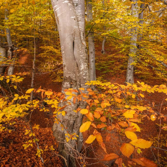 Beech #1690