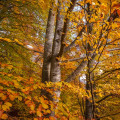 Beech #1690