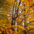 Beech #1690