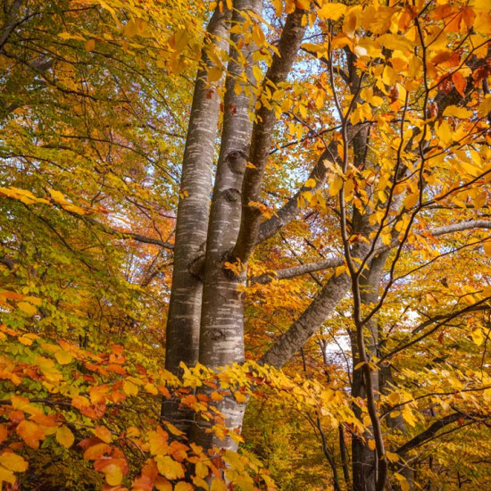 Beech #1690