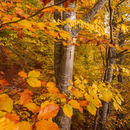 Beech #1690
