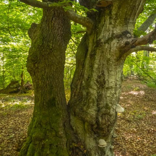Beech #1981