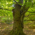 Beech #1981