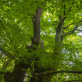 Beech #1981
