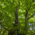 Beech #1981