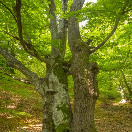 Beech #1981