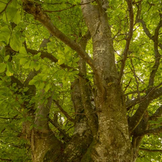 Beech #36