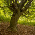 Beech #456