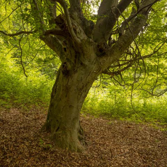 Beech #456