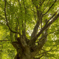 Beech #456