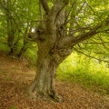 Beech #456