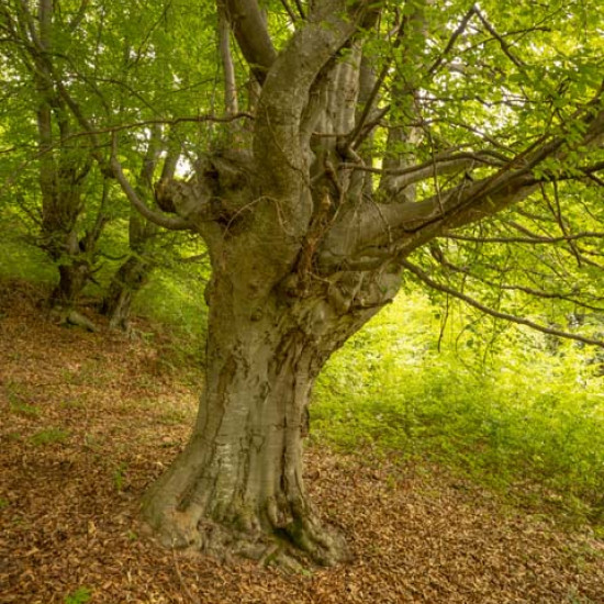 Beech #456