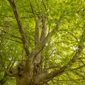 Beech #456