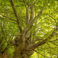 Beech #456
