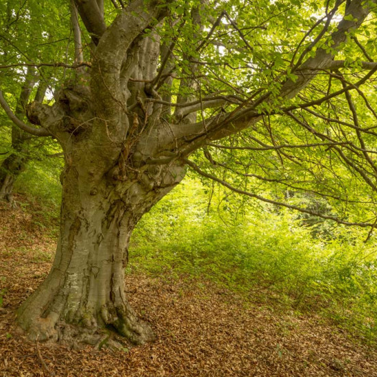 Beech #456