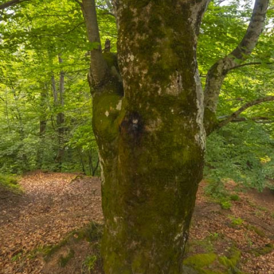 Beech #666