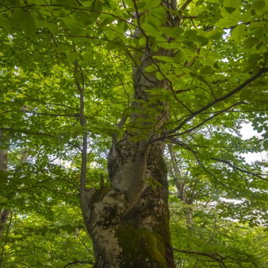 Beech #666